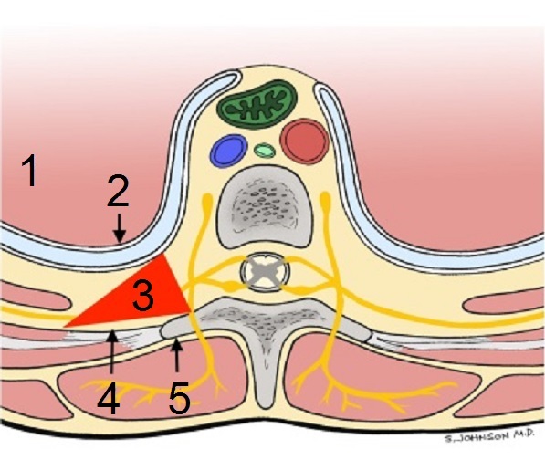 モーション解剖アトラス　脊柱 91WKt3IyyTL._UF350,350_QL50_.jpg